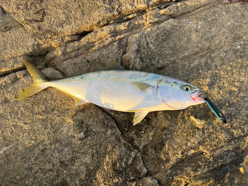 イナダの釣果