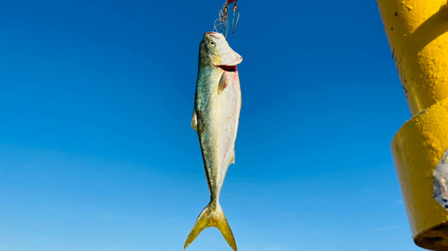 メジロの釣果