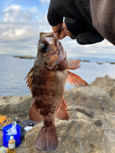 メバルの釣果