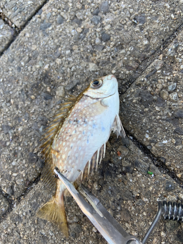 アイゴの釣果