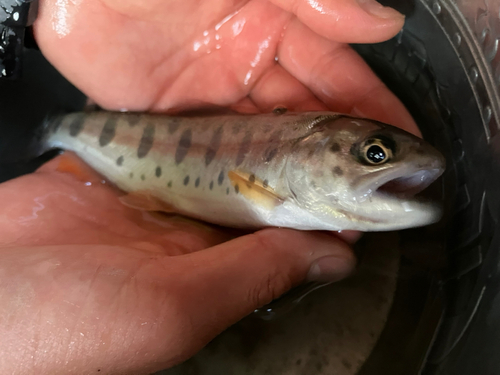 ヤマメの釣果