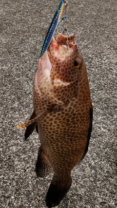 オオモンハタの釣果