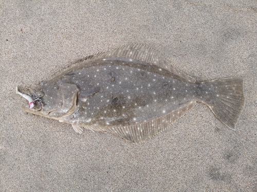 ヒラメの釣果