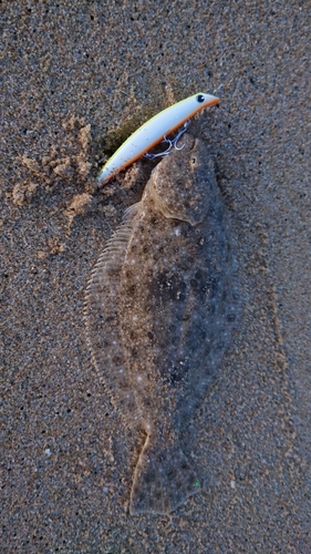 ソゲの釣果