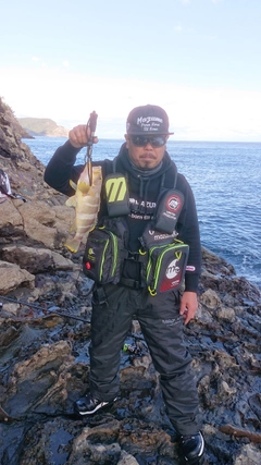 アオハタの釣果