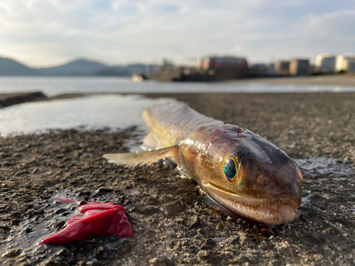 エソの釣果