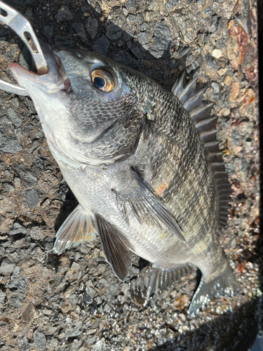 チヌの釣果