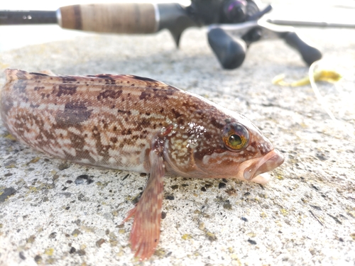 アイナメの釣果