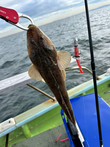 マゴチの釣果