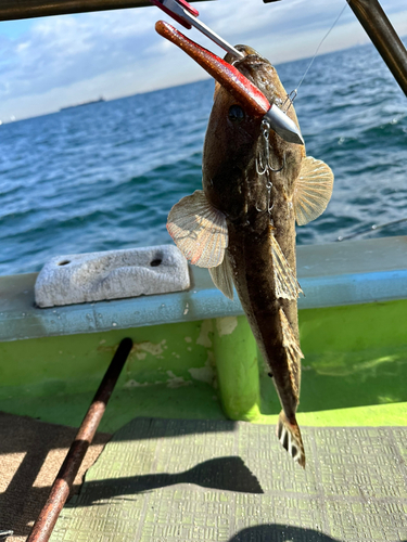 マゴチの釣果