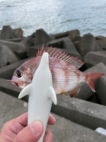 タイの釣果