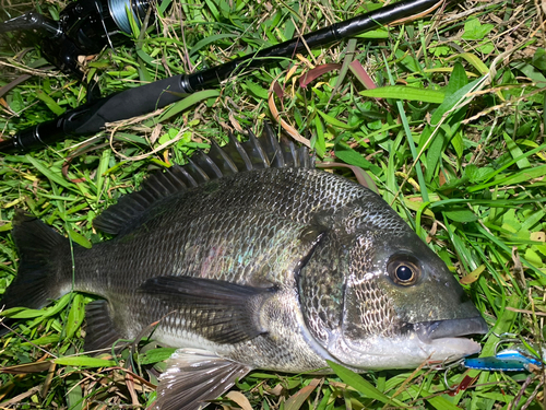 チヌの釣果