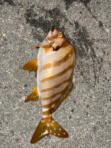 タカノハダイの釣果