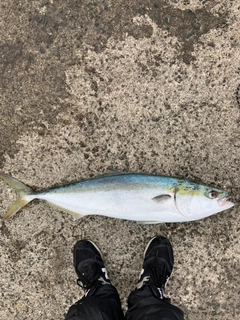 ブリの釣果