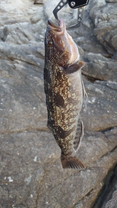 アイナメの釣果