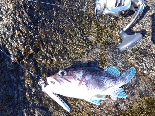 マゾイの釣果