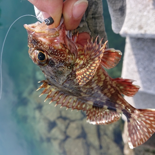 アラカブの釣果