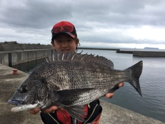 チヌの釣果