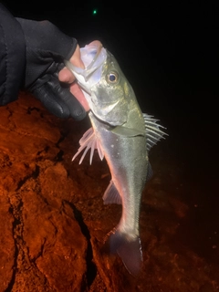 セイゴ（タイリクスズキ）の釣果