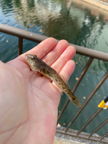 マハゼの釣果