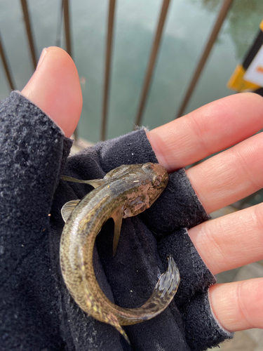 マハゼの釣果