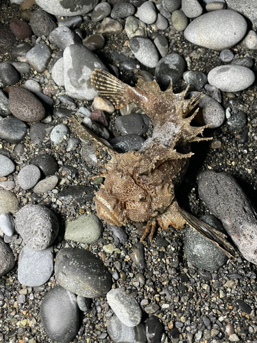 オニオコゼの釣果