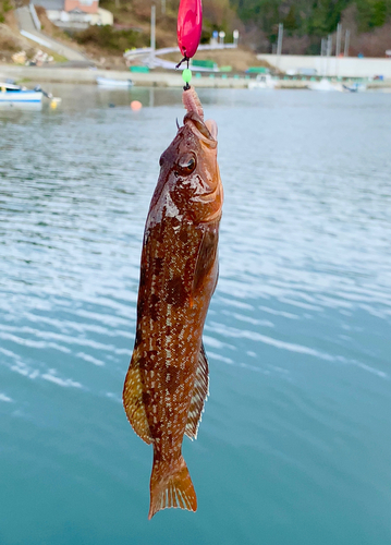 アイナメの釣果