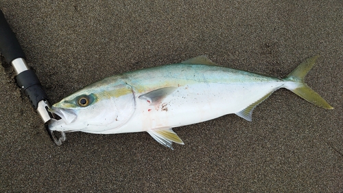 ハマチの釣果