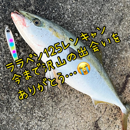 メジロの釣果