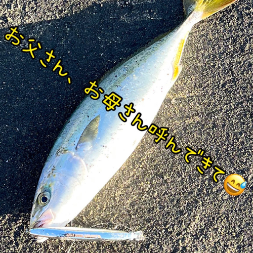 ハマチの釣果