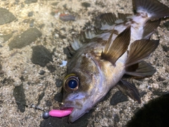 シロメバルの釣果