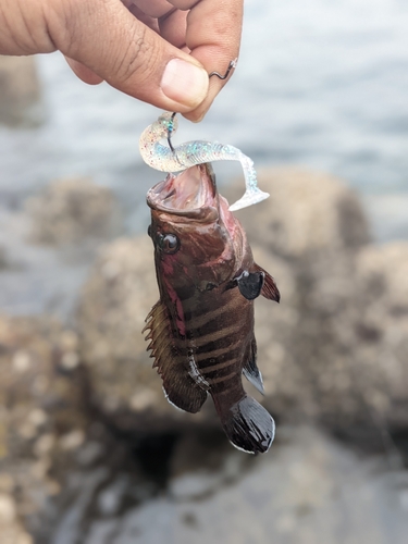 ヤミハタの釣果