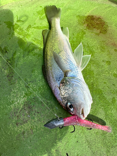 イシモチの釣果