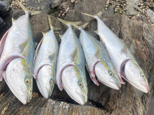 メジロの釣果