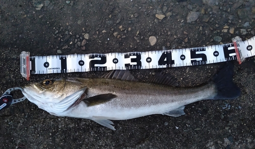 スズキの釣果