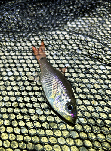 ネンブツダイの釣果