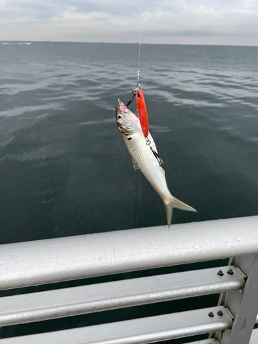 コノシロの釣果