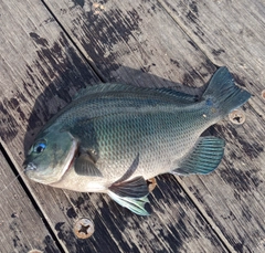 メジナの釣果