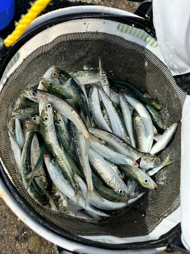 イワシの釣果
