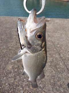 セイゴ（ヒラスズキ）の釣果