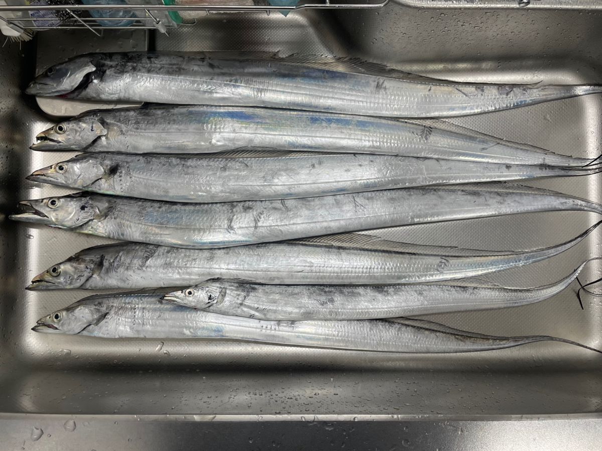 魚喰いさんの釣果 2枚目の画像