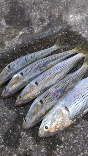 コノシロの釣果