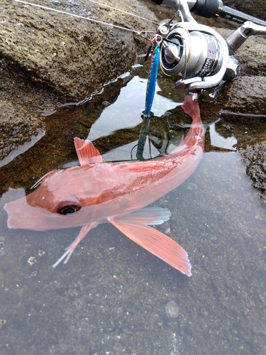 ホウボウの釣果