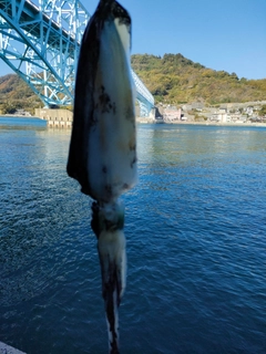 コウイカの釣果