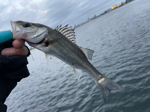 セイゴ（マルスズキ）の釣果