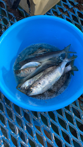 カタクチイワシの釣果