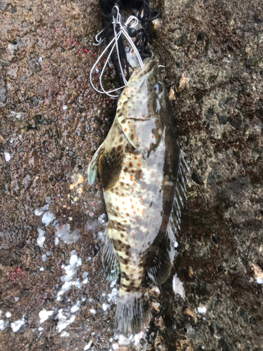 チャイロマルハタの釣果