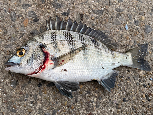 クロダイの釣果