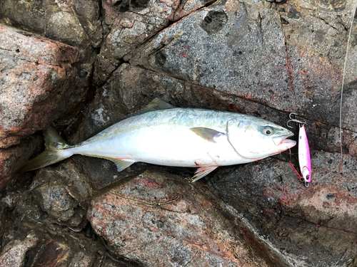 ブリの釣果