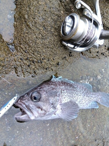 マゾイの釣果